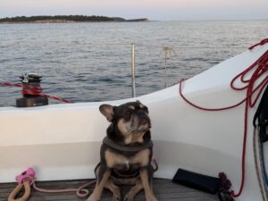 Dog - sunset sailing tour