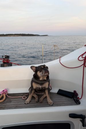 Dog - sunset sailing tour